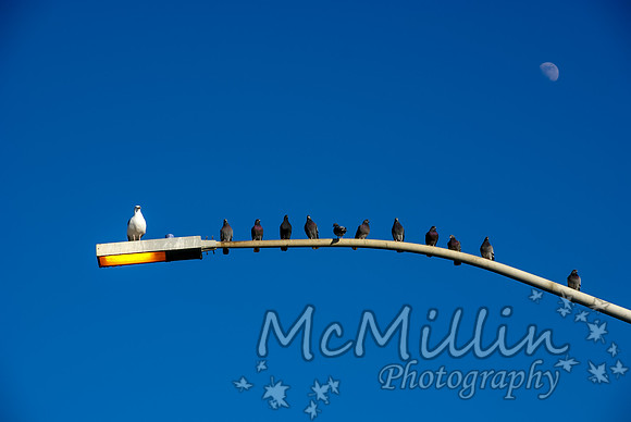 Birds of a Feather