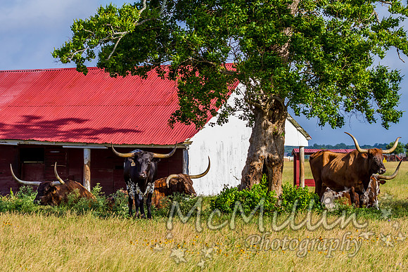 Texas Longhorn Barn