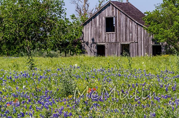 Old Texas Barn with Bluebonnets