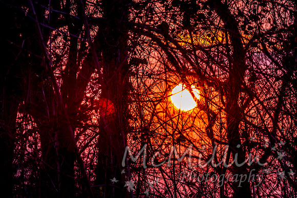 Sunset in the forrest