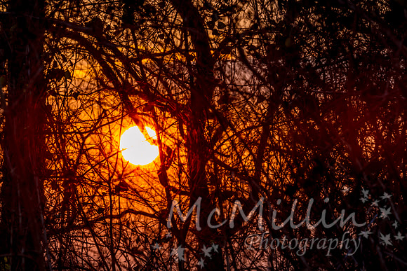 Sunset in the forrest