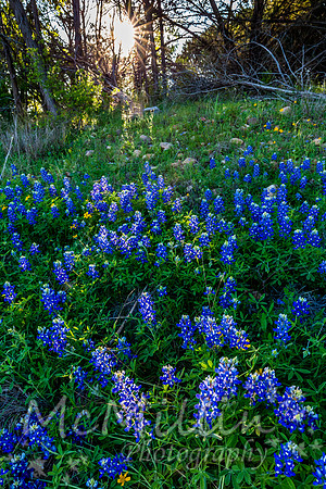 2016 Texas Flowers-7173