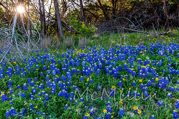 2016 Texas Flowers-7200