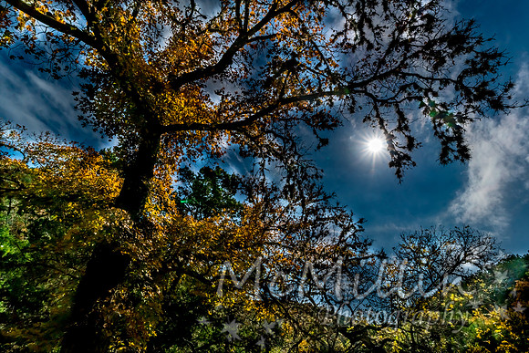 2016 Tx Fall Foliage SONY-01858