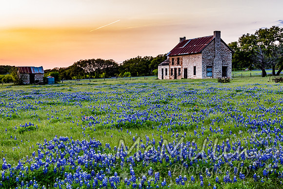Texas bluebonnet house at sunset