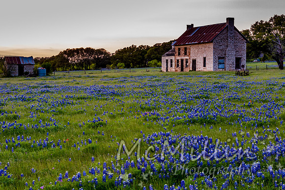 Texas bluebonnet house at sunset
