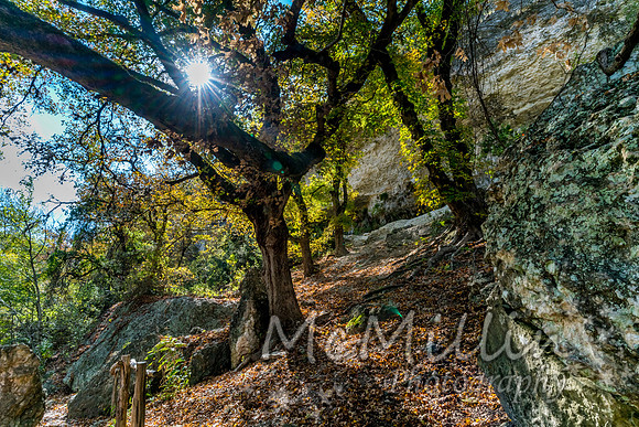 2016 Tx Fall Foliage SONY-01856