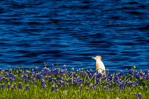 2016 Texas Flowers 7D-8696