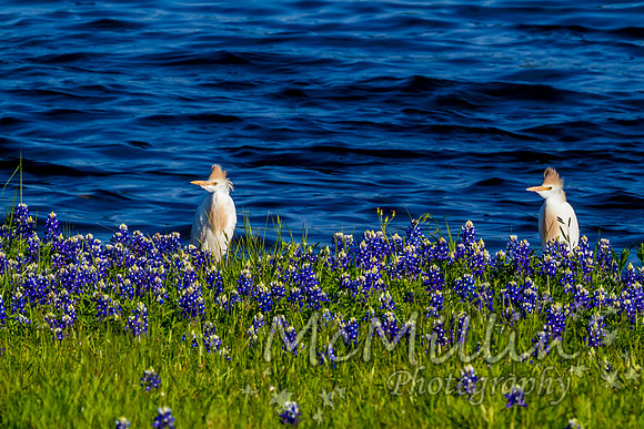 2016 Texas Flowers 7D-8711