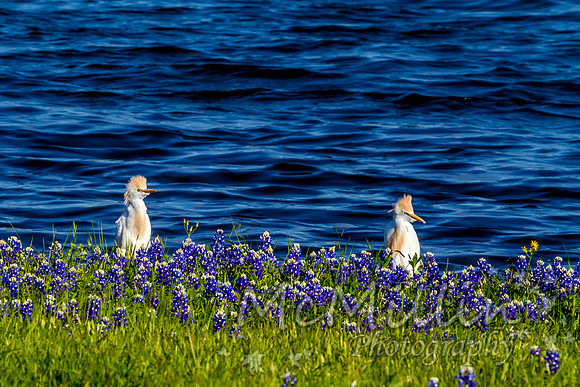 2016 Texas Flowers 7D-8706