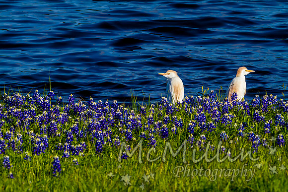 2016 Texas Flowers 7D-8728