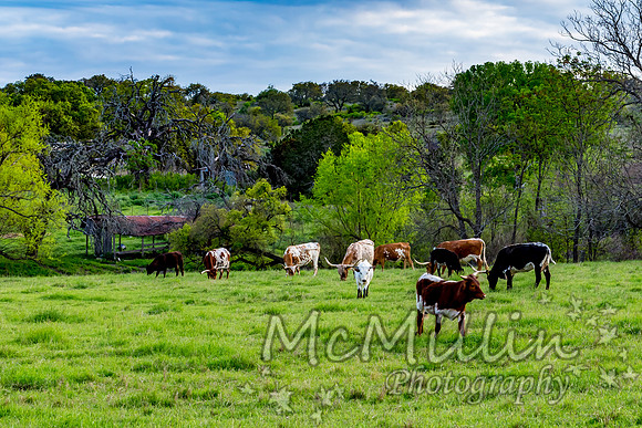2016 Texas Flowers-7261