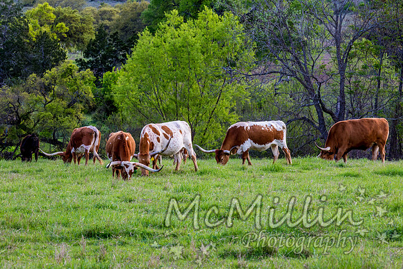 2016 Texas Flowers-7276