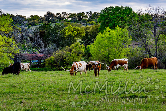 2016 Texas Flowers-7278