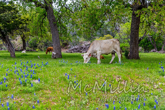 2016 Texas Flowers-7626