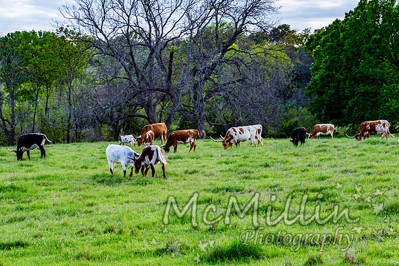 2016 Texas Flowers-7264