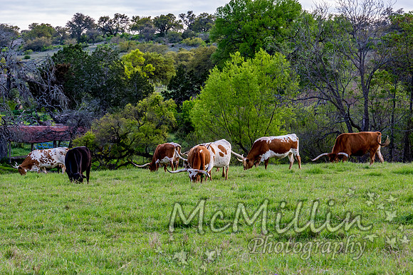 2016 Texas Flowers-7277