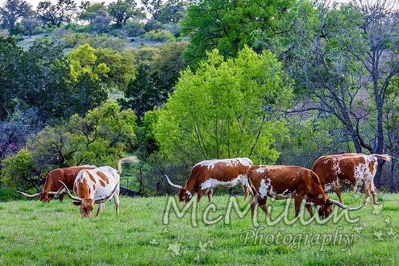 2016 Texas Flowers-7282