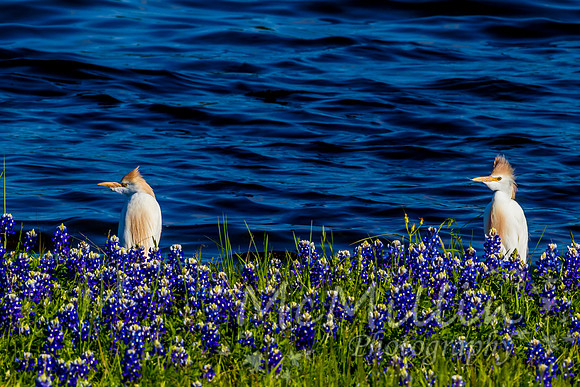 2016 Texas Flowers 7D-8715
