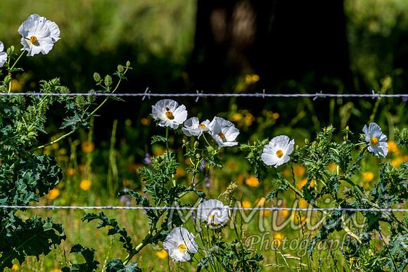 Barbed Wire Fence and Flowers