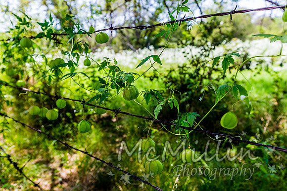 Barbed Wire Fence