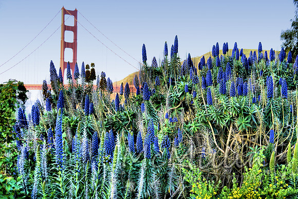Golden Gate Bridge