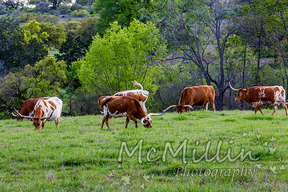 2016 Texas Flowers-7280
