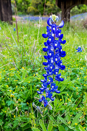 2016 Texas Flowers-7600