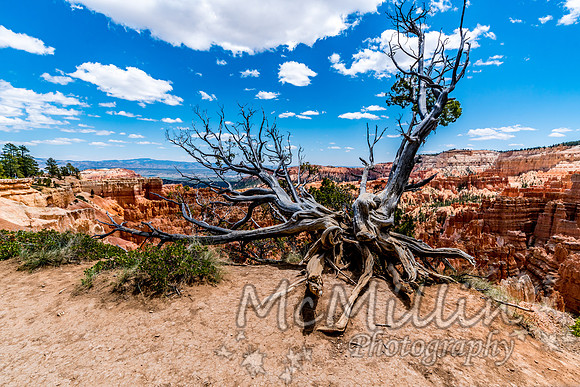 Beautiful Hoodoos in Bryce Canyon National Park, Utah, USA.