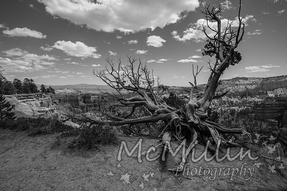 Beautiful Hoodoos in Bryce Canyon National Park, Utah, USA.
