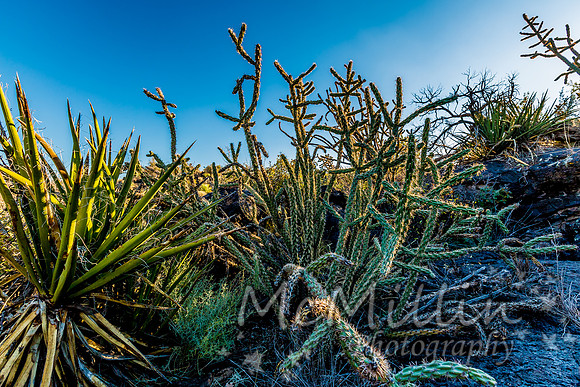 Desert Landscape in the Valley of Fires Area in New Mexico