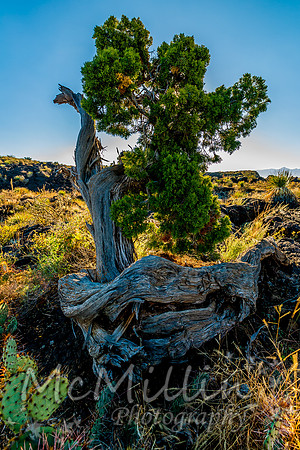 Desert Landscape in the Valley of Fires Area in New Mexico