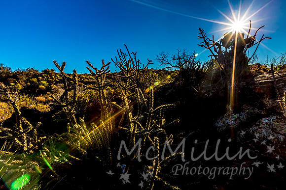 Desert Landscape in the Valley of Fires Area in New Mexico