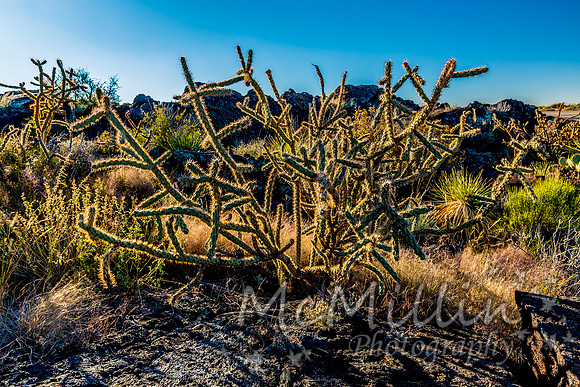 Desert Landscape in the Valley of Fires Area in New Mexico