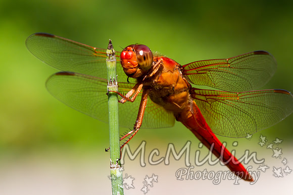 Tamron 180mm-8350