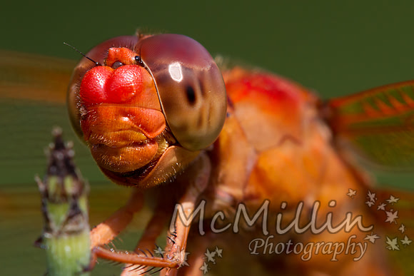 Tamron 180mm-8317