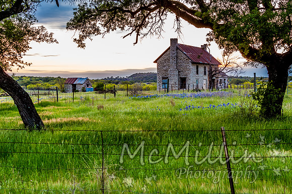 2016 Texas Flowers-7343