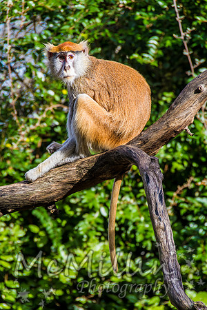 2011Jan07_Houston Zoo_4025