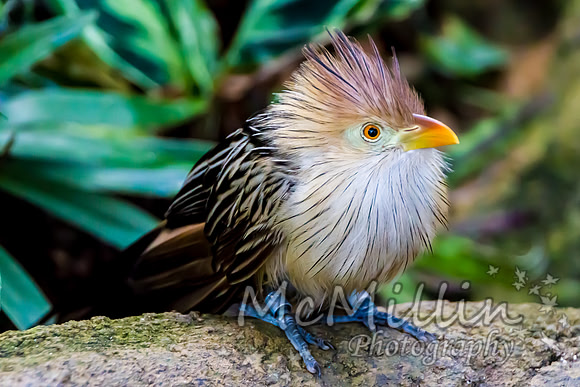 2012-01 Moody Gardens Canon-9624
