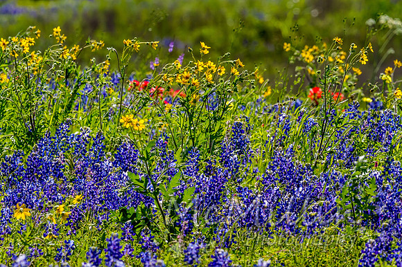 IMG_6797_8 Merged