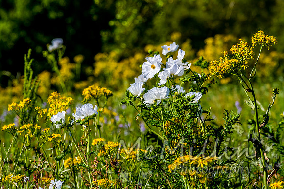 2016 Texas Flowers 7D-8679
