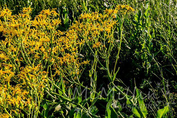 2016 Texas Flowers-6514