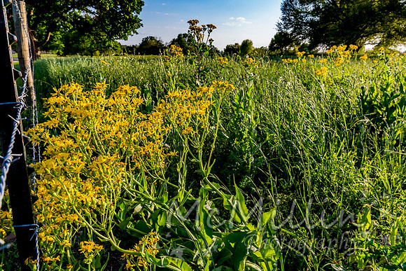 2016 Texas Flowers-6515