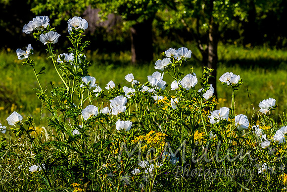 2016 Texas Flowers 7D-8692