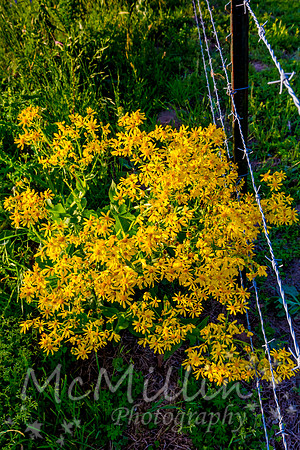 2016 Texas Flowers-6527