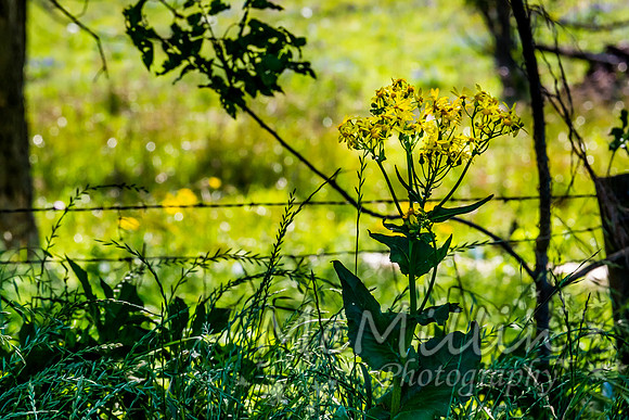 2016 Texas Flowers-6562