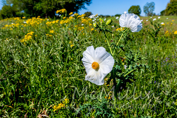 2016 Texas Flowers-6578