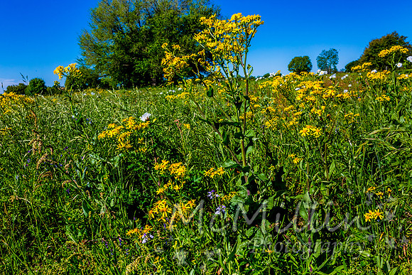2016 Texas Flowers-6587