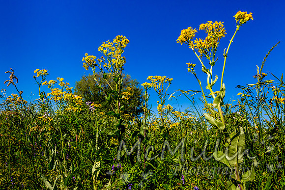 2016 Texas Flowers-6589