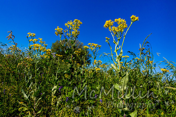 2016 Texas Flowers-6591